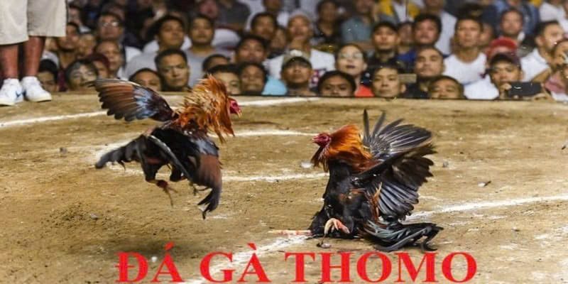 Hai chiến kê thi đấu hiệp 1 trong trận đá gà Thomo