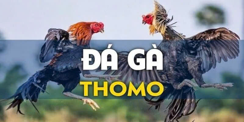 Đá Gà Thomo - Luật Chơi Bộ Môn Kịch Tính Bạn Cần Biết