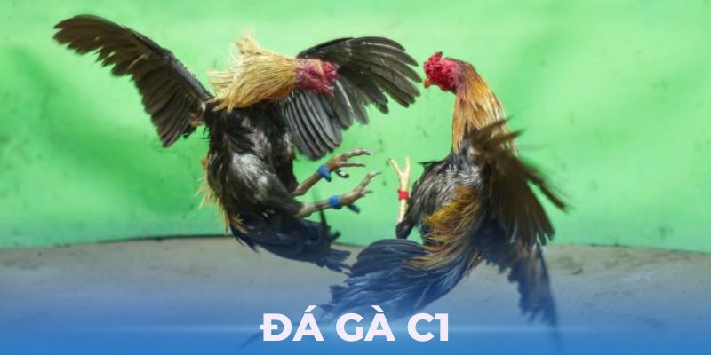 Đá Gà C1 - Cuộc Chiến Đỉnh Cao Đầy Hồi Hộp Và Lôi Cuốn